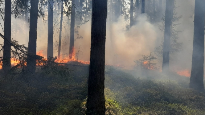 Attēls: mežos ugunsnedrošais periods