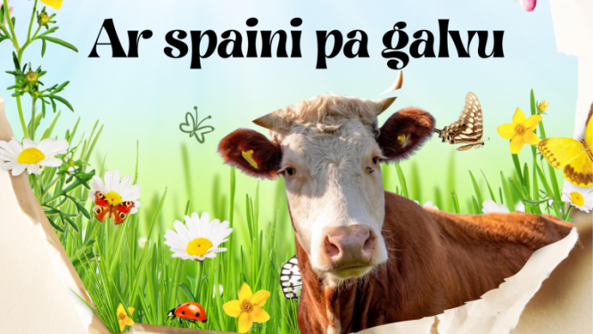Izrāde "Ar spaini pa galvu"
