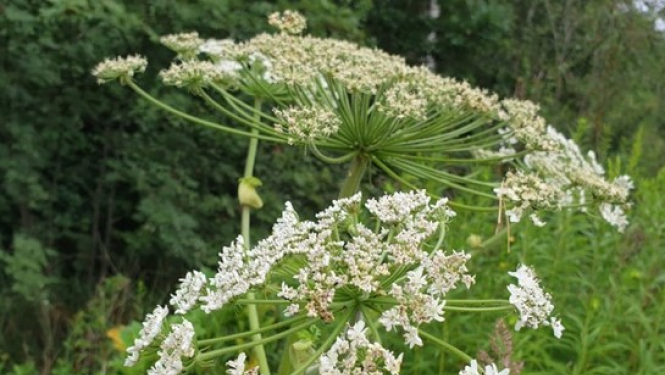 Latvānis