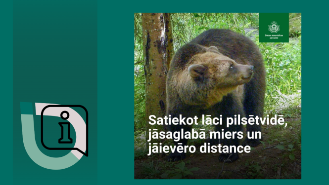 Attēls: brūnais lācis dabā