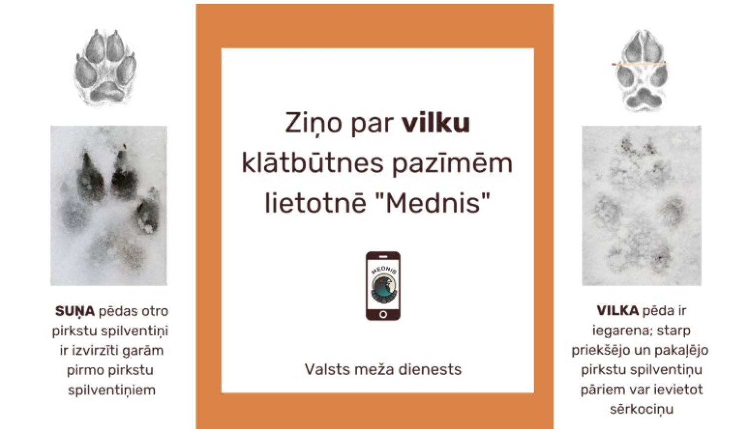 Attēls: Valsts meža dienests aicina ziņot par vilku klātbūtnes pazīmēm