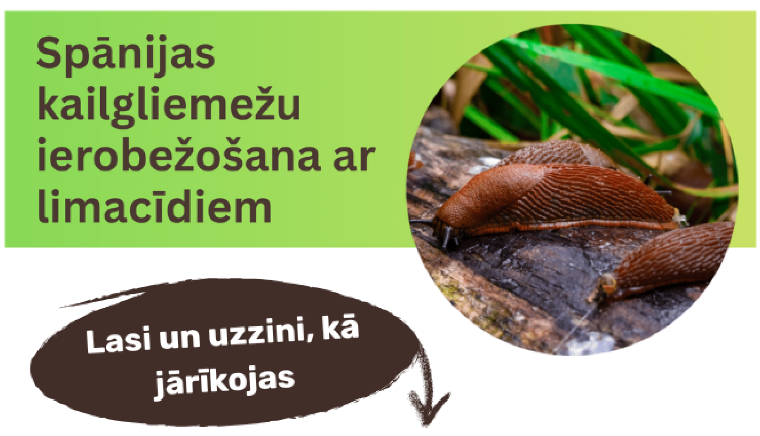 Gliemeži