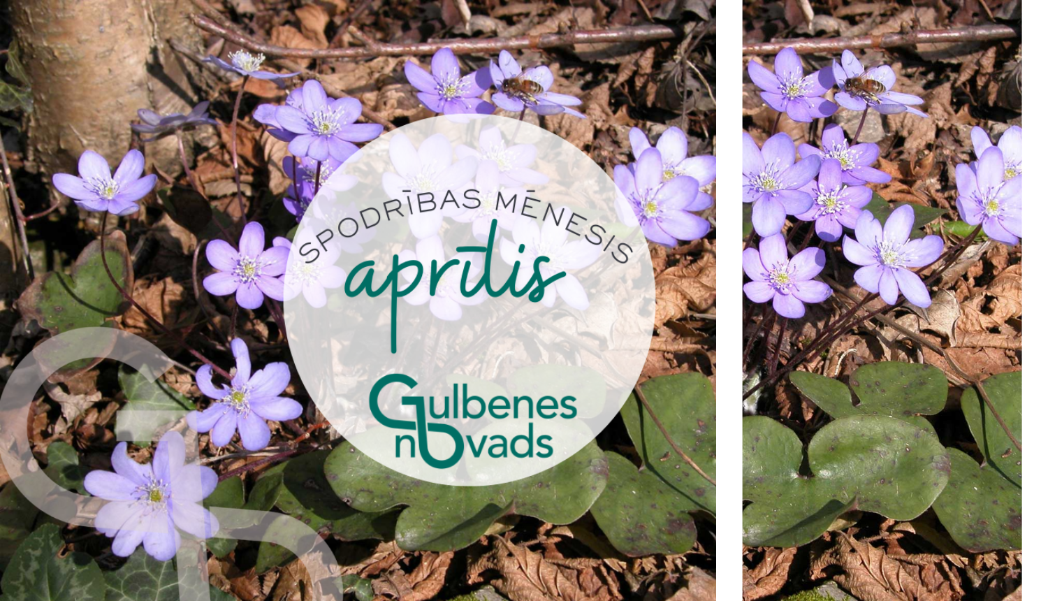 Atēls: Aprīlis Gulbenes novadā “Spodrības mēnesi”