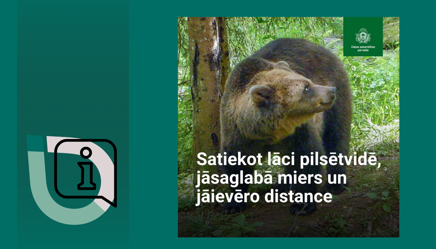 Attēls: brūnais lācis dabā