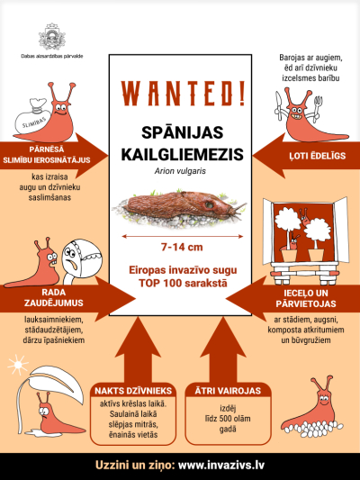 Kailgliemezis