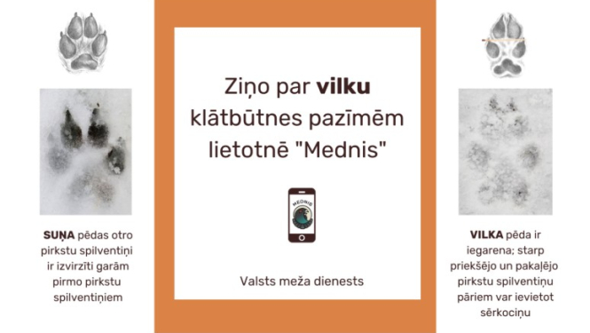Attēls: Valsts meža dienests aicina ziņot par vilku klātbūtnes pazīmēm