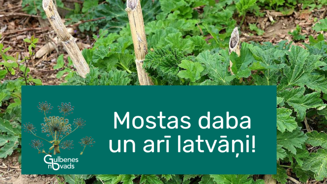 Attēls: Gulbenes novada pašvaldība  ir uzsākusi ar Sosnovska latvāni invadēto Gulbenes novada teritoriju monitoringu