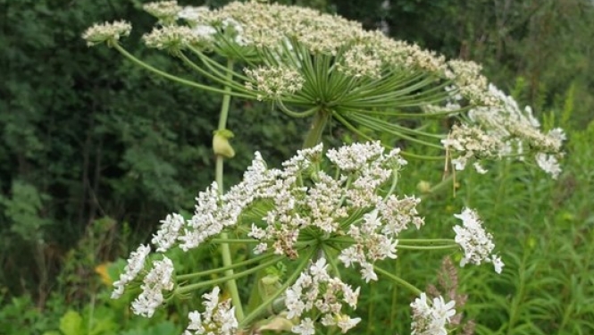 Latvānis