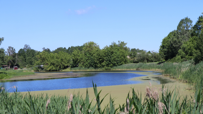 Turpina Dzirnavu dīķa Gulbenē izpēti