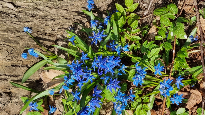 Attēls: Lielā talka 2026.gadā