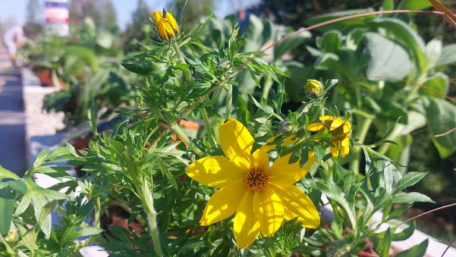 Attēls: Gulbenes pilsētas dobēs un puķu podos sākas vasaras puķu stādīšana