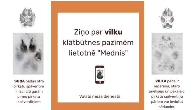 Attēls: Valsts meža dienests aicina ziņot par vilku klātbūtnes pazīmēm