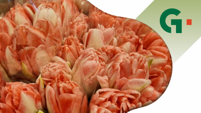 Afiša: Zaļais tirdziņš