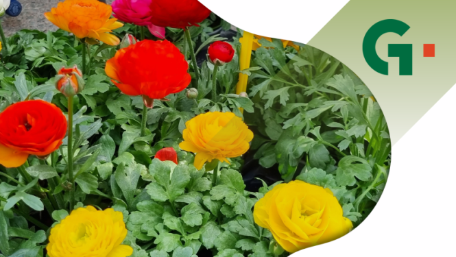 Afiša: Zaļais tirdziņš