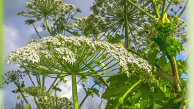 Attēls: latvāņu apkarošanas seminārs Gulbenes novadā