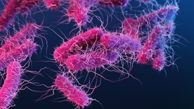 Attēls: Pēdējo dienu laikā Latvijā reģistrēti 10 enterohemorāģiskās E.coli infekcijas gadījumi; iedzīvotājus aicina ievērot vispārējos profilakses pasākumus