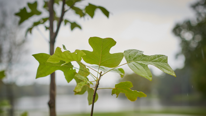 Attēls: Zaļais, kur esi?