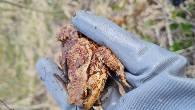 Attēls: Šonedēļ gaidāma krupju migrācijas kulminācija