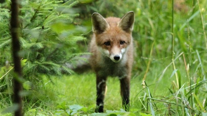 Par lapsu un jenotsuņu vakcināciju pret trakumsērgu