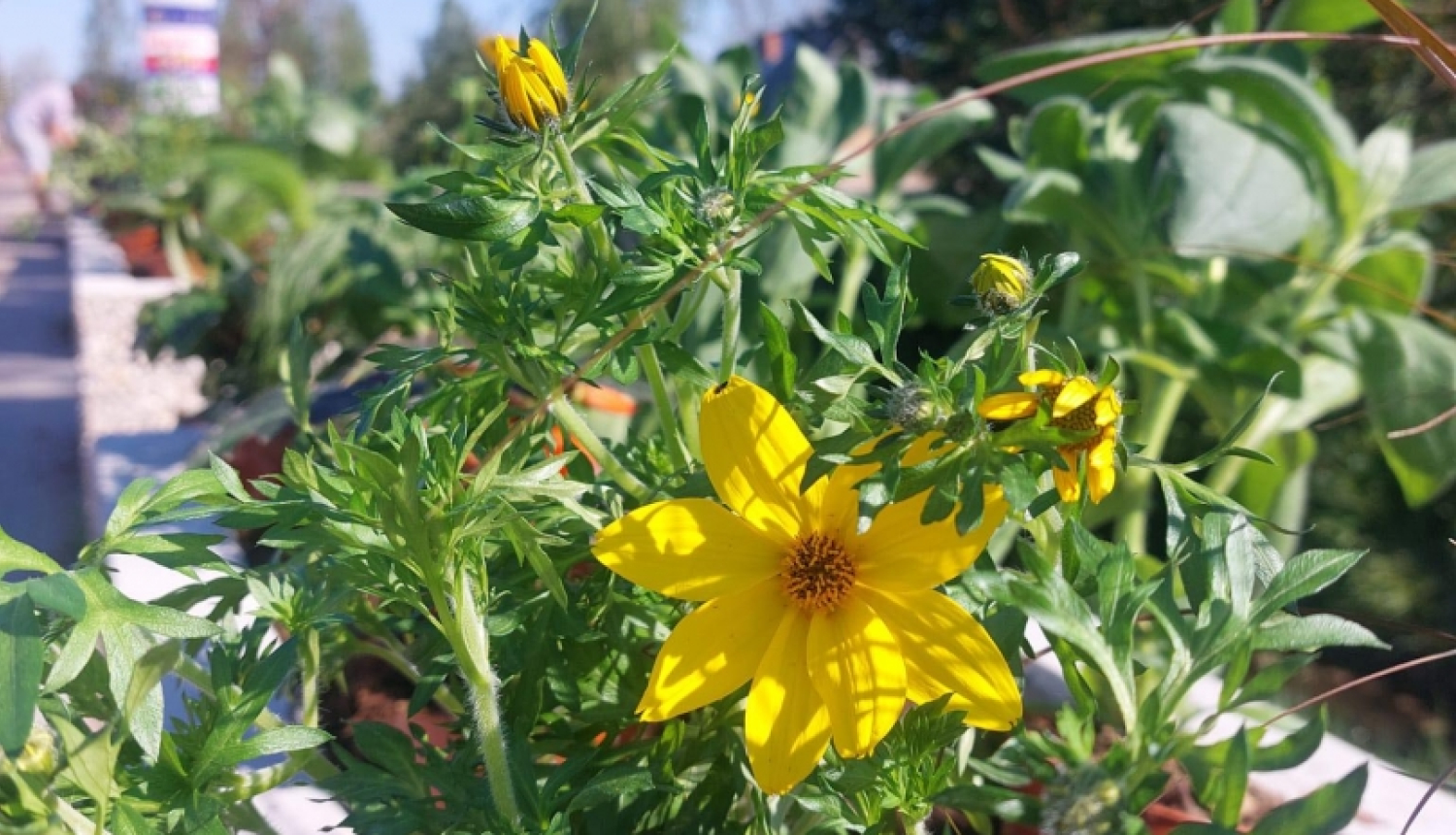 Attēls: Gulbenes pilsētas dobēs un puķu podos sākas vasaras puķu stādīšana