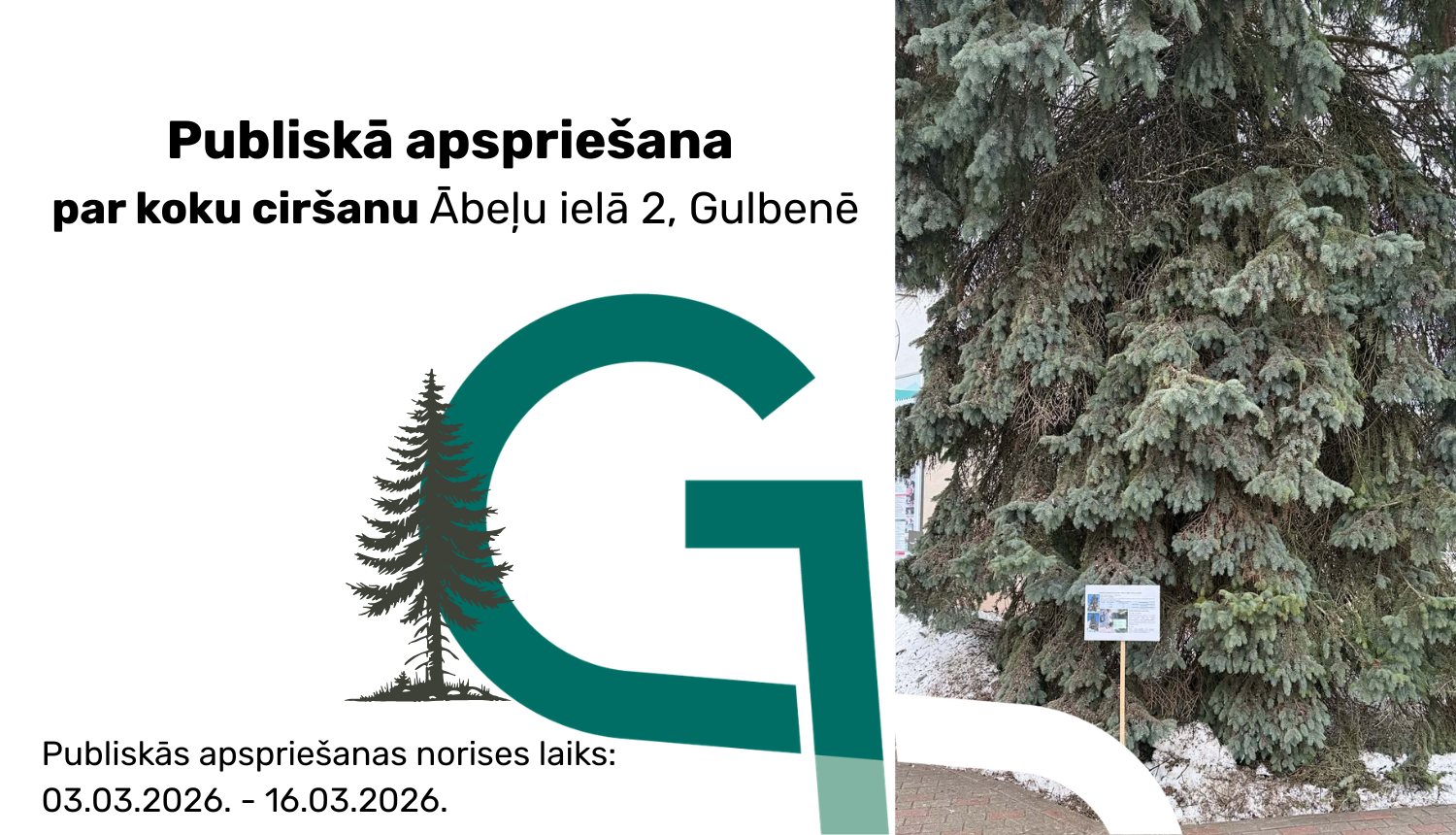 Atēls: Publiskā apspriešana par koku ciršanu Ābeļu ielā 2, Gulbenē