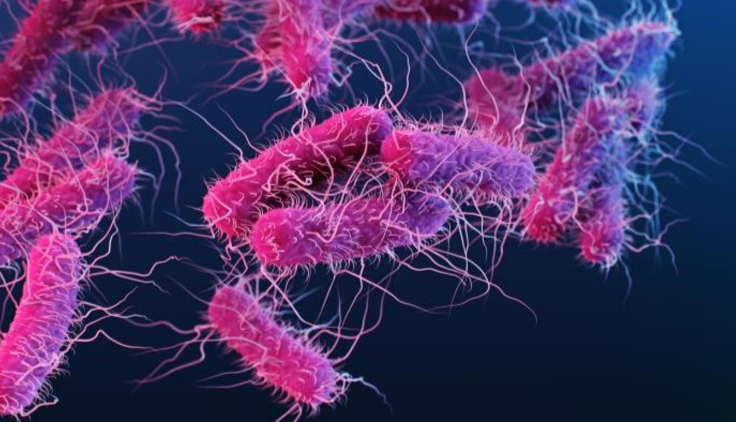 Attēls: Pēdējo dienu laikā Latvijā reģistrēti 10 enterohemorāģiskās E.coli infekcijas gadījumi; iedzīvotājus aicina ievērot vispārējos profilakses pasākumus
