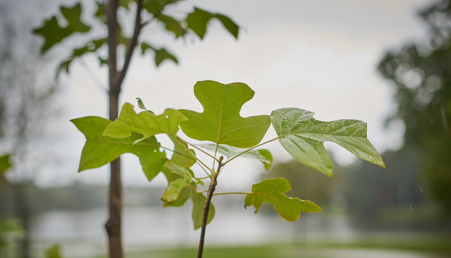 Attēls: Zaļais, kur esi?