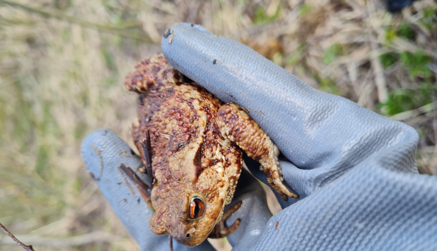 Attēls: Šonedēļ gaidāma krupju migrācijas kulminācija